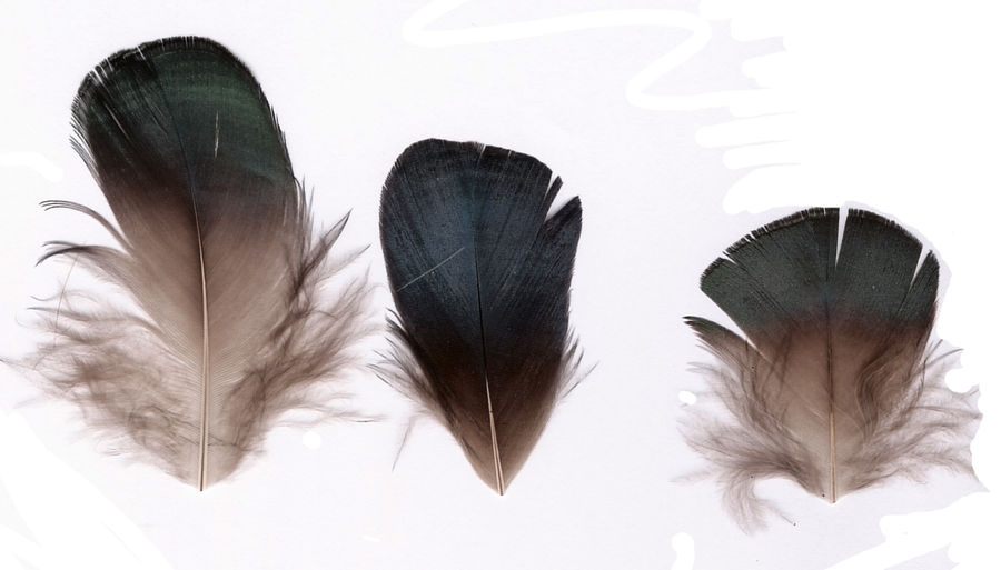 Pheasant feathers 2