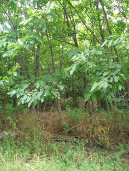 woodland 3