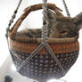 Coyote in a Basket