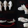 Red Fox Vs. Grey Fox Skull