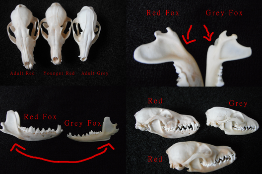 Red Fox Vs. Grey Fox Skull