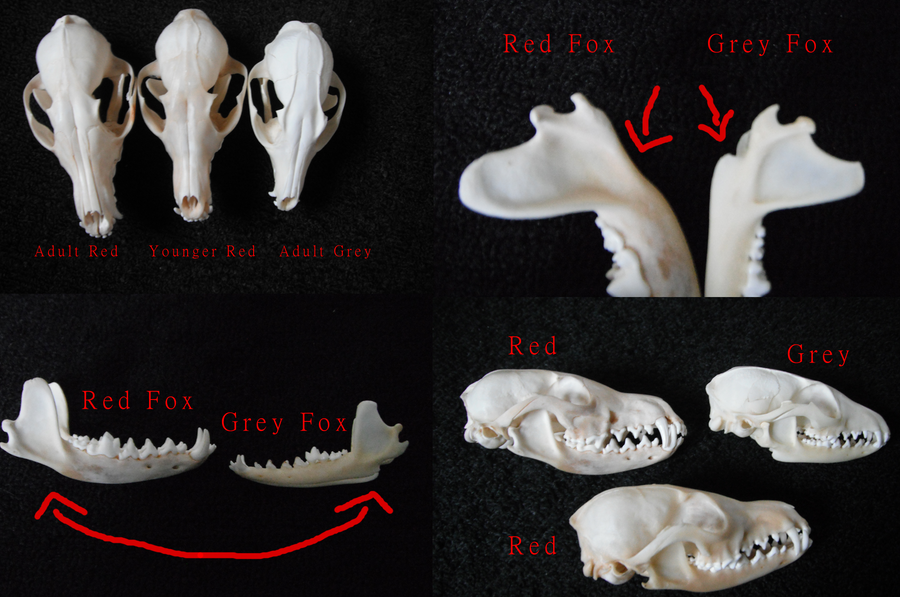 Red Fox Vs Grey Fox Skull By Wolfforce505 On Deviantart Red Fox Vs Grey Fox Skull By Wolfforce505 On Deviantart