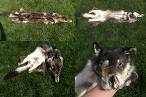 Coyote/Coydog Pelt