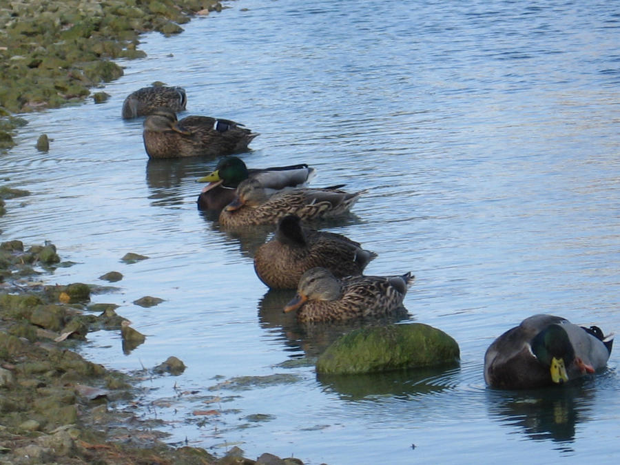 All my ducks in a row