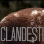 Clandestinegrey