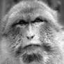 Ape No. 3