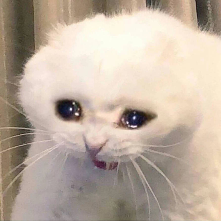fntv1fh1lzu__crying_cat_meme__by_lyaidemon_de2rvfj-pre.jpg