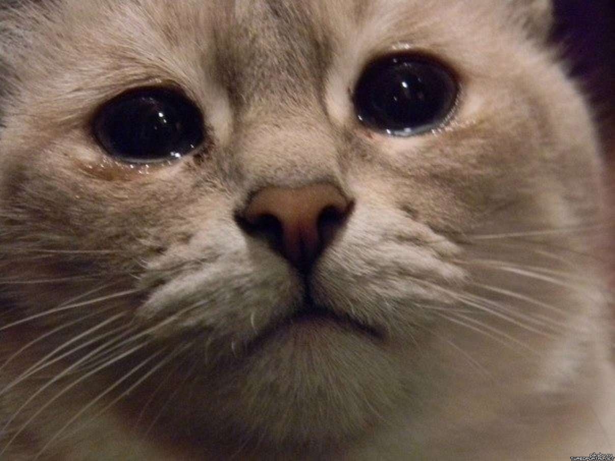 SAD CAT, MEME