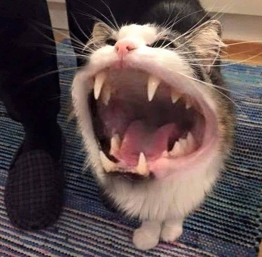 Big Mouth Yelling Cat Meme Base By Lyaidemon On Deviantart Big Mouth Yelling Cat Meme Base By Lyaidemon On Deviantart