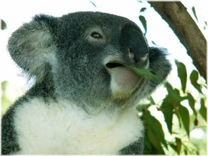 Koala