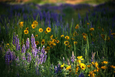 Wildflowers