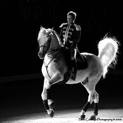 Lipizzaner Stallion