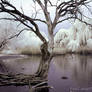 Infrared Pond IV