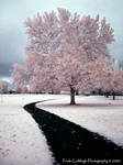 Infrared Path to Cotton Candy by La-Vita-a-Bella
