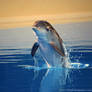 Baby Dolphin