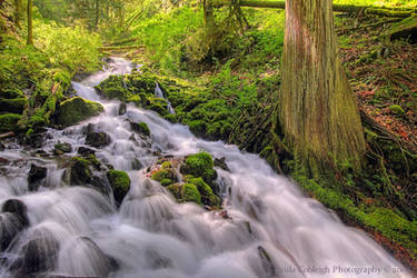 Wahkeena Creek in Spring