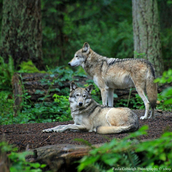 Forest Friends