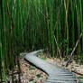 The Bamboo Forest