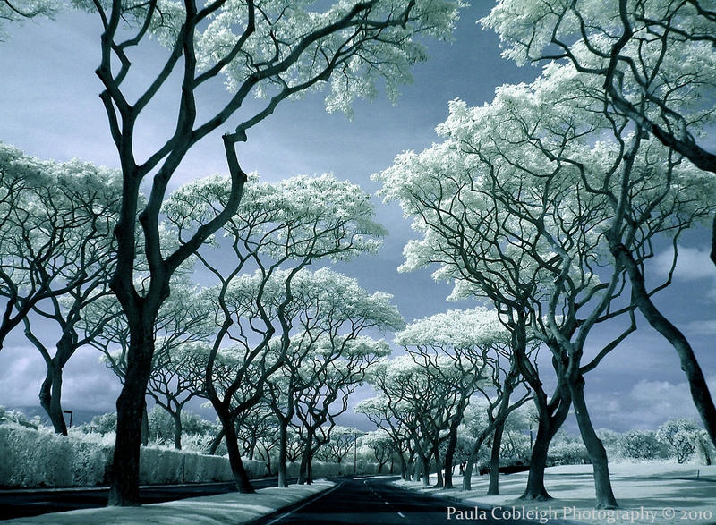 Infrared Canopy Drive by La-Vita-a-Bella
