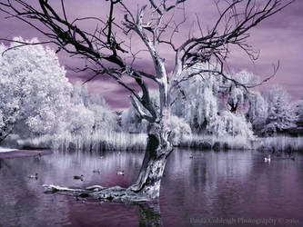 Infrared Pond V by La-Vita-a-Bella