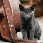 Don't Leave Me In The Rain by La-Vita-a-Bella