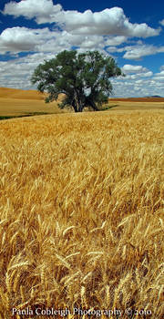 The Guardian of Wheat