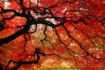 Japanese Maple by La-Vita-a-Bella
