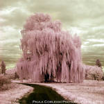 Infrared Pink SillyString Tree by La-Vita-a-Bella