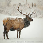 Bull Elk in Snow by La-Vita-a-Bella