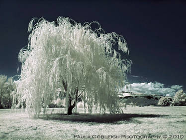 The White Willow