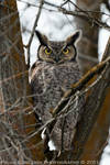 Great Horned Owl by La-Vita-a-Bella