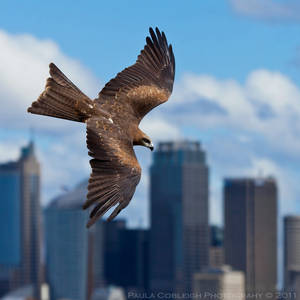 Black Kite