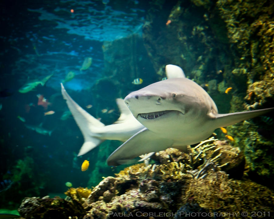 I'm a Nice Shark