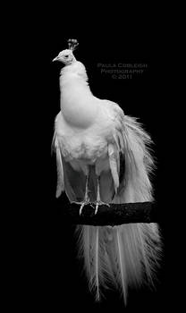 Leucistic White Peacock