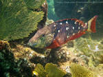 Stoplight Parrot Fish by La-Vita-a-Bella