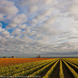 Skagit Valley Tulips by La-Vita-a-Bella