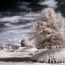 Infrared Show Garden