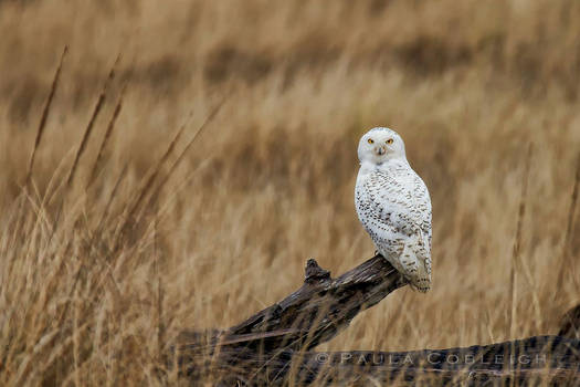 Snowy Owl on log