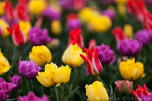 Tulips at the Roozengaarde Show Garden