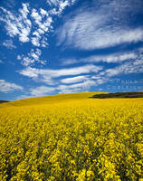Canola in the Palouse