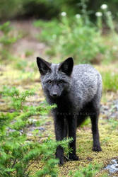 Silver Phase Red Fox