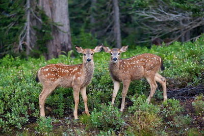 Fawns