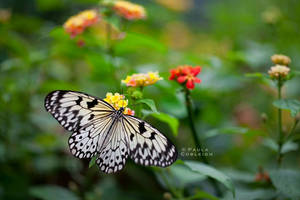 Butterfly - White Tree Nymph