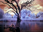 Infrared Pond by La-Vita-a-Bella