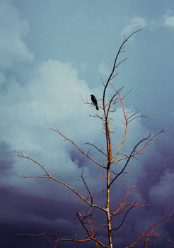 Purple Clouds Black Bird