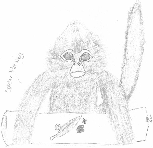 Spider Monkey Deviantart Spider Monkey by Keirasan on DeviantArt