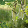 pods