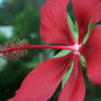 pinochio red
