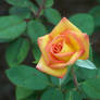 fayetteville rose garden 9