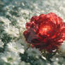 Crimson Heart Blossom in a Sea of White Daisies